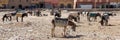 Rissani market in Morocco and the parking of donkeys and mules in Africa. Web banner in panoramic view