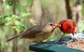 Rite of spring courting cardinal birds