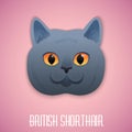 Ritish Shorthair blue cat with orange eyes on pink