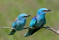 Ritual feeding by a male European roller of a female during the mating season. Royalty Free Stock Photo