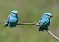 Ritual feeding by a male European roller of a female during the mating season.