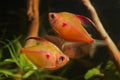 Ritual fight for female and games of of bleeding heart tetra adult males, fantastic blackwater characin fish behaviour, Rio Negro