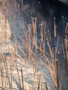 Ritual offering of incense sticks, Shanghai, China Royalty Free Stock Photo