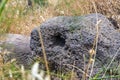 Ritual  stone in ruins of the Dir Aziz Synagogue, built in the Byzantine period, at the beginning of the sixth century AD. It is Royalty Free Stock Photo