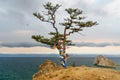 Ritual tree with colorful ribbons Hadak in the overcast. Lake Baikal. Olkhon Island. Russia