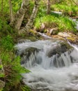 Riu de Sorteny River and birch trees