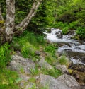 Riu de Sorteny River and birch trees