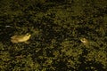 Rival male green frogs at night. Royalty Free Stock Photo