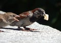 Sparrows fight for a big crumb. Royalty Free Stock Photo