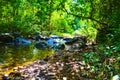 River against the background of impenetrable jungle