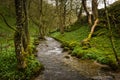 The River Aire weaves it`s way through lush green woods at Janet`s Foss, Malham, West Yorkshire