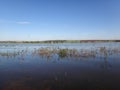 River - Aquatic plant Royalty Free Stock Photo