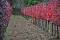 Harvest Tuscany autumn colors vineyard chianti