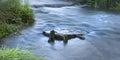 The River Avon at Daniels Well, Malmesbury, Wiltshire Royalty Free Stock Photo