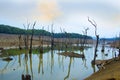 River Backwater with dried trees