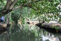 River of the backwaters at Kollam Royalty Free Stock Photo