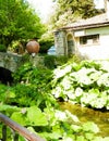 River in Balchik Palace gardens, Bulgaria