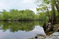 River Bank Forest Reflection, Black River NC Royalty Free Stock Photo