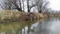 The river bank is overgrown with grass, among which there are large old willows without foliage in autumn. Branches and stumps of Royalty Free Stock Photo