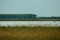 River bank in the plain