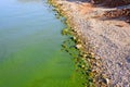 River Bank polluted with blue-green algae, ecology, environment, danger. Royalty Free Stock Photo