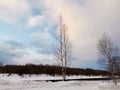 river bank with snow and big birch tree Royalty Free Stock Photo