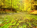 River bank under fall trees at mountain river. Fresh autumnal air in the evening after rainy day, Royalty Free Stock Photo