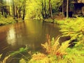 River bank under fall trees at mountain river. Fresh autumnal air in the evening after rainy day, Royalty Free Stock Photo