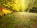 River bank under fall trees at mountain river. Fresh autumnal air in the evening after rainy day, Royalty Free Stock Photo