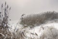 The river bank in winter. Reed thickets. Gloomy day Royalty Free Stock Photo