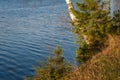 The river Bank with young pines and a birch trunk leaning over the water Royalty Free Stock Photo