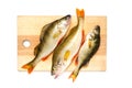 River bass on the cutting Board.Predatory fish on a white background.