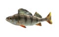 River bass on white background