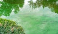 River with beautiful green pollen strukture od it in Wroclaw Royalty Free Stock Photo