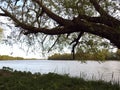 River and beautiful old tree, Lithuania Royalty Free Stock Photo