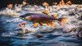 River Beauty Spawning Salmon in their Natural Habitat Royalty Free Stock Photo