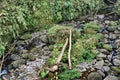 Vegetation in the Cotacachi Cayapas Ecological Reserve Royalty Free Stock Photo