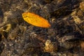 River Bed - Stones beneath the clear water of a river