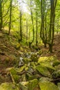 River in the beech forest on Mount Adarra in the town of Urnieta, Gipuzkoa, Basque Country