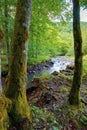 river in the beech forest Royalty Free Stock Photo