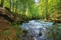 river in the beech forest Royalty Free Stock Photo