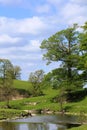 River Bela and trees countryside near Milnthorpe