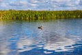 River Biebrza, Podlasie-Poland Royalty Free Stock Photo