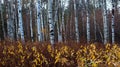 River birch forest of trees up north fork yakima county with fall autumn yellow leaves and red twigs