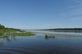 River and birch grove. Forests of coniferous and deciduous trees. Reed reeds and water lilies