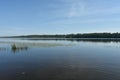 River and birch grove. Forests of coniferous and deciduous trees. Reed reeds and water lilies