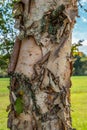 River birch tree closeup Royalty Free Stock Photo