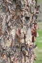 River Birch Tree Trunk Royalty Free Stock Photo