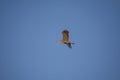 River bird grey heron in flight Royalty Free Stock Photo