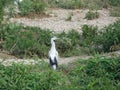 Martinet blanc - Garceta, Egretta garzetta - Little Egret
